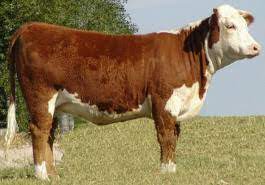 Breeds Hereford The Cattle Site