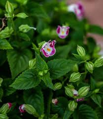 Image result for Torenia thouarsii