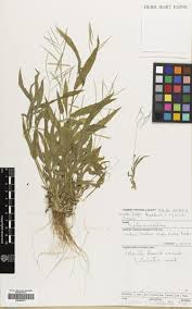 Image result for Digitaria velutina