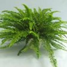 Image result for Nephrolepis exaltata