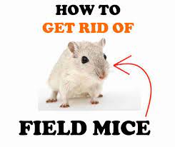 To avoid this, you have to do something that makes them run away from your home. How To Get Rid Of Field Mice Naturally Diy Home Remedies Bugwiz
