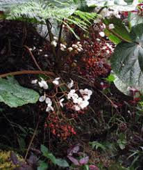 Image result for Dissotis caloneura