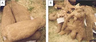 Image result for Dioscorea cayenensis