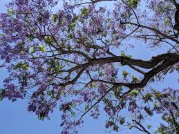 We did not find results for: Purple Trees In California Dancing In The Purple Rain Familee Travel