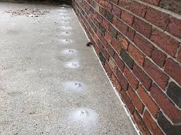 Termite Control In Delaware County Henderson Pest Services
