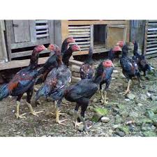 Check spelling or type a new query. Ayam Birma Harga