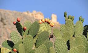 I use it in the blender. Scientist Discovers Biodegradable Plastic Alternative Could Cactus Juice Be The New Plastic Plastic Free World Conference Expo