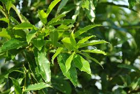 Image result for Quercus acutissima