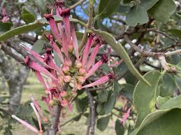 Image result for Tapinanthus