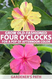 Learn How To Grow Four O Clocks Gardener S Path Beautiful Flowers Garden Flower Landscape Growing Flowers