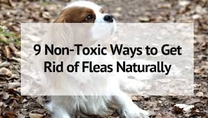 9 Natural Ways To Get Rid Of Fleas In Your Home And On Your Pets