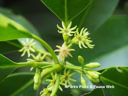 Image result for Bruguiera