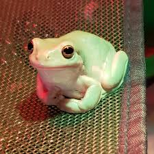 Cute dumpy tree frogs - Album on Imgur