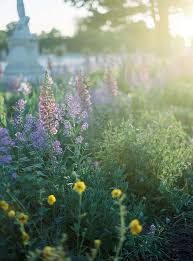 Oftentimes, because of their short life span, foxgloves are planted in succession, so that each season a set of foxglove blooms. Annuals Biennials And Perennials What S The Difference