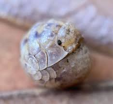 Image result for Disa brevicornis