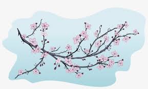 579 106 cherry blossom flowers. Blossom Illustration Decorative Illustrations Of Cherry Blossom Transparent Png 1024x571 Free Download On Nicepng
