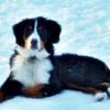 We are breeders of bernese mountain dogs and bernedoodles, based in midland, michigan. 1