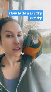 Us parrots can be LOUD! But here I teach you how to do a sneaky sneaky chat  frens! 🤓 #shhh #teacher #smart #fun #funny #bird #birds #parrot #macaw  #laugh #funnyvideos #animallover #pet #animallover ...