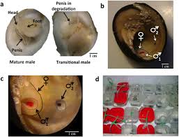 The relationship between sex change and reproductive success in a  protandric marine gastropod | Scientific Reports