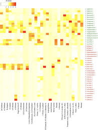 Image result for Coleus longipetiolatus