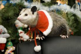 Pin On Christmas Cuties