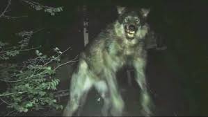 A trail camera in Maine (USA) has captured a chilling image that has  sparked debate—some say it's a Dogman or even a Werewolf. What stands out  the most are its strangely human-like
