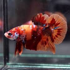 Pin On Beautiful Betta Fish