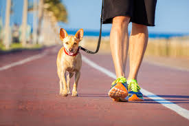 If your dog is pulling, even a little bit, a harness with a front clip will be best. How To Train Your Dog To Walk Without Pulling On The Leash