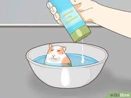 Deinen Hamster Baden Wikihow