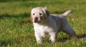 It was a shorter flat coat dog with white paws, white in it's chest and around it's muzzle. Labrador Dog Names 250 Names For Yellow Black Chocolate Labs