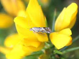 Image result for Cydia microgrammana