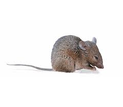 Check spelling or type a new query. Common Mouse Species Rentokil