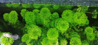 Image result for Limnophila