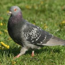 Comment Eloigner Les Pigeons Les Repulsifs Naturels