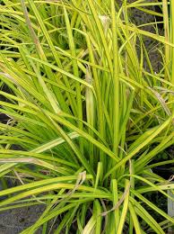 Image result for Carex mannii