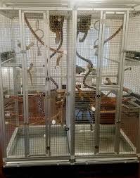 Image result for monkey caged