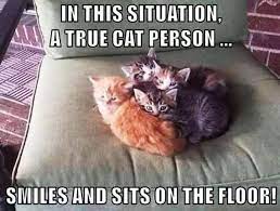 In This Situation A True Cat Person Smiles And Sits On The Floor Cats Cute Animals Cat Memes