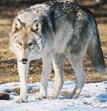 Eastern Timber Wolf Eastern Wolf Wolf Dog Wolf Photos Wild Wolf