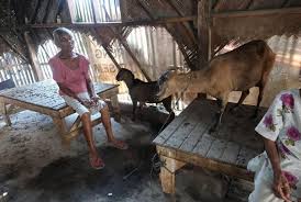Cara membuat kandang kambing untuk pemula dalam usaha peternakan kambing, terlebih lagi jika pemeliharaan dengan jumlah besar, kambing memerlukan perhatiaan. Dua Nenek Di Karawang Hidup Di Kandang Kambing Republika Online