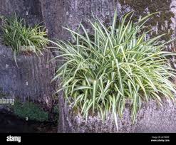 Image result for Chlorophytum gallabatense