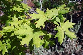 However, it is the norway maple that sugar maple is often confused. File Bigtooth Maple Leaves Jpg Wikimedia Commons