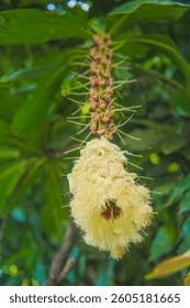 Image result for Lecythidaceae