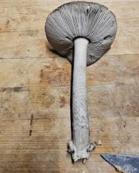 Image result for Suillus weaverae