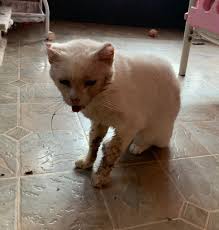 Some cats won't drink from deep or narrow bowls because they don't. Dozens Of Dead Cats Found At No Kill Animal Sanctuary Previously Operated By Couple Convicted Of Animal Cruelty