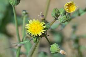 Image result for Sonchus schweinfurthii