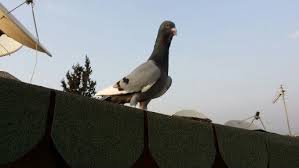 Adana Dewlap Pigeon Sami