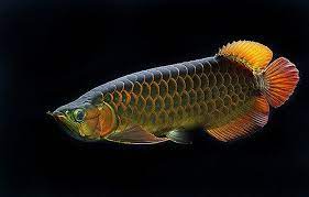Pin On Aquatic