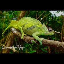 Image result for Mezoneuron angolense