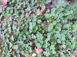 Image result for Oxalis corniculata