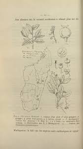 Image result for Thecacoris spathulifolia
